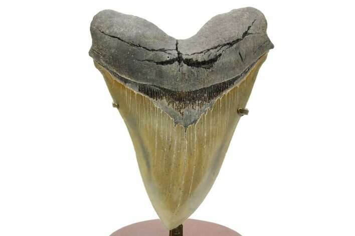 Giant Fossil Megalodon Tooth - Sharply Serrated! #379381
